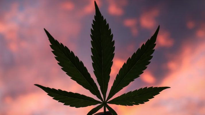 Is Marijuana Legal in Queensland?